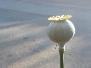 罂粟、东方罂粟、花、植物、夏季、季节、室外、自然