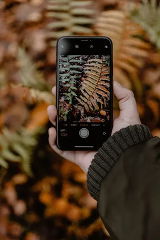 秋天在雾天向森林走去