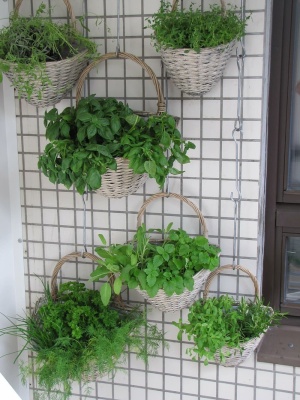 绿色、叶状植物、灰色、柳条篮、阳台、草本植物、verkikaalipuutarha、垂直种植