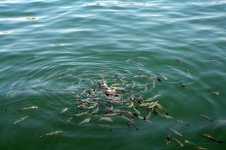 鱼，浅滩，食物，海洋，饥饿，海鲜，动物，喂养