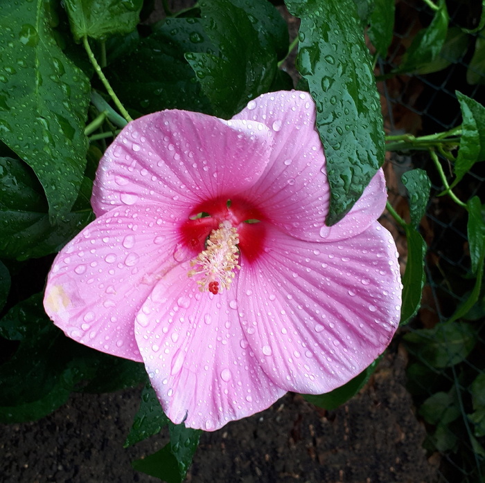 花园，芙蓉，花，夏天，美丽，特写，紫色，开花植物