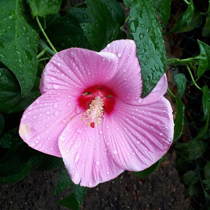 花园，芙蓉，花，夏天，美丽，特写，紫色，开花植物