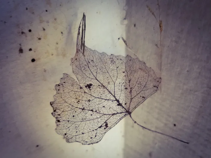 叶子，蜘蛛网，悬浮，腐烂，植物部分，秋天，特写，干燥