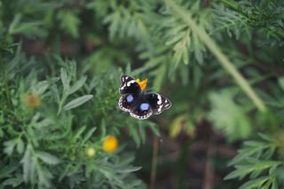 绿色、植物、蝴蝶、昆虫、自然、户外、模糊、动物主题
