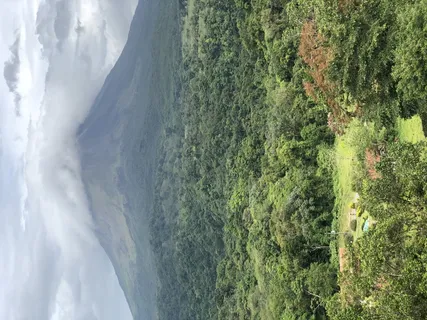 自然、户外、植物、植被、雨林、树木、土地、乡村