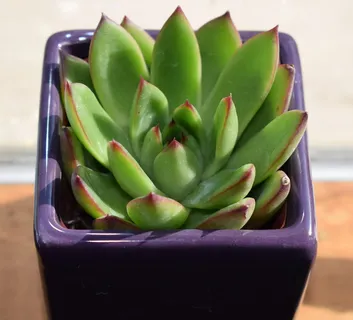绿色,肉质,内部,紫色,陶瓷,花盆,紫色花盆中的肉质,刺五加 绿色,肉质,内部,紫色,陶瓷,花盆,紫色花盆中的肉质,刺五加