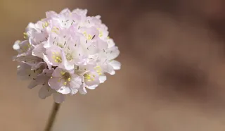 特写，照片，白色，花瓣状花朵，特写，花瓣，花朵，高山草麋鹿