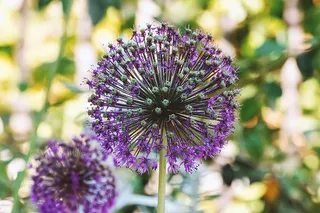 夏日美丽花朵的细节