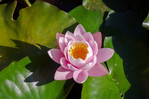 植物、池塘、花、床单、自然、莲花、剪贴画、宏