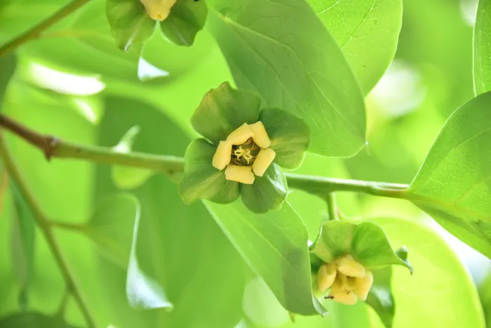 gamkkot，柿子，叶，植物部分，植物，绿色，生长，特写
