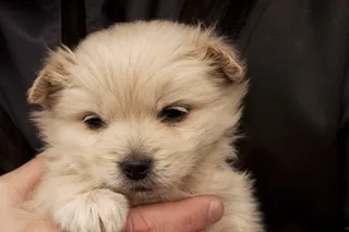 狗，狗，哺乳动物，可爱，肖像，小狗，宠物，小