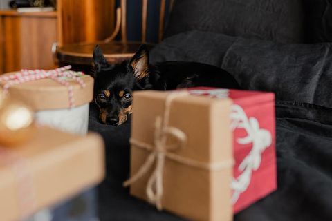 送给可爱小狗的圣诞礼物