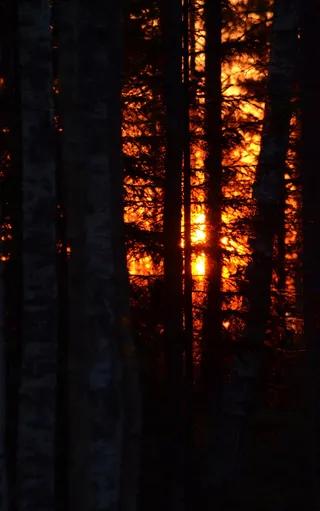 森林、日出、辉光、树木、美丽、土地、无人、自然