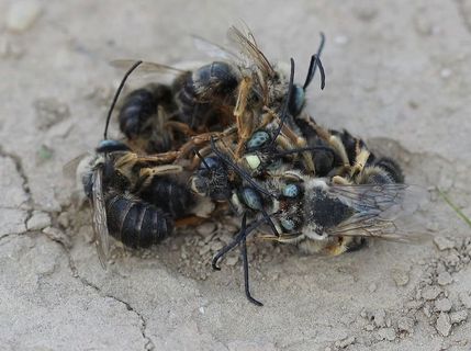 蜜蜂，斗争，昆虫，逃跑，杀戮，对抗，野生动物，野生动物