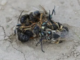 蜜蜂，斗争，昆虫，逃跑，杀戮，对抗，野生动物，野生动物