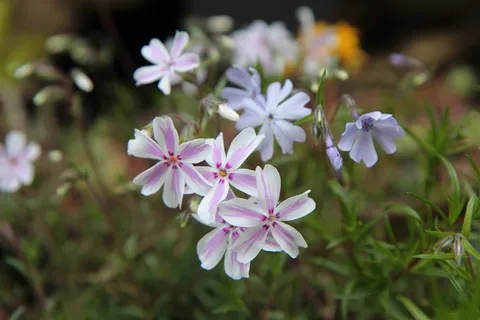 福禄考,开花,春季开花,福禄考粉,花,花,开花植物,新鲜度 福禄考,开花,春季开花,福禄考粉,花,花,开花植物,新鲜度
