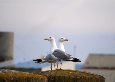 海鸥，鸟类，沉积物，对称性，鸟类，动物主题，野生动物，动物