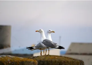 海鸥，鸟类，沉积物，对称性，鸟类，动物主题，野生动物，动物