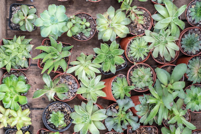 美国，格伦·米尔斯，肉质植物，朋友，玻璃容器，sonya7r iii，摄影，植物