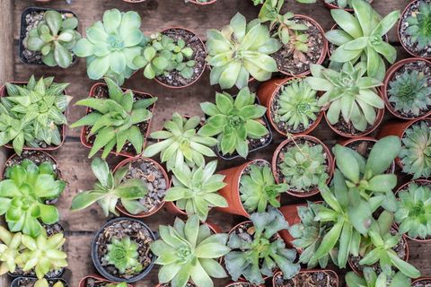 美国,格伦·米尔斯,肉质植物,朋友,玻璃容器,sonya7r iii,摄影,植物 美国,格伦·米尔斯,肉质植物,朋友,玻璃容器,sonya7r iii,摄影,植物