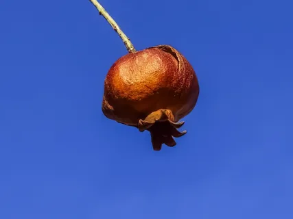 腐烂,石榴,腐烂,水果,腐烂,自然,棕色,腐烂 腐烂,石榴,腐烂,水果,腐烂,自然,棕色,腐烂