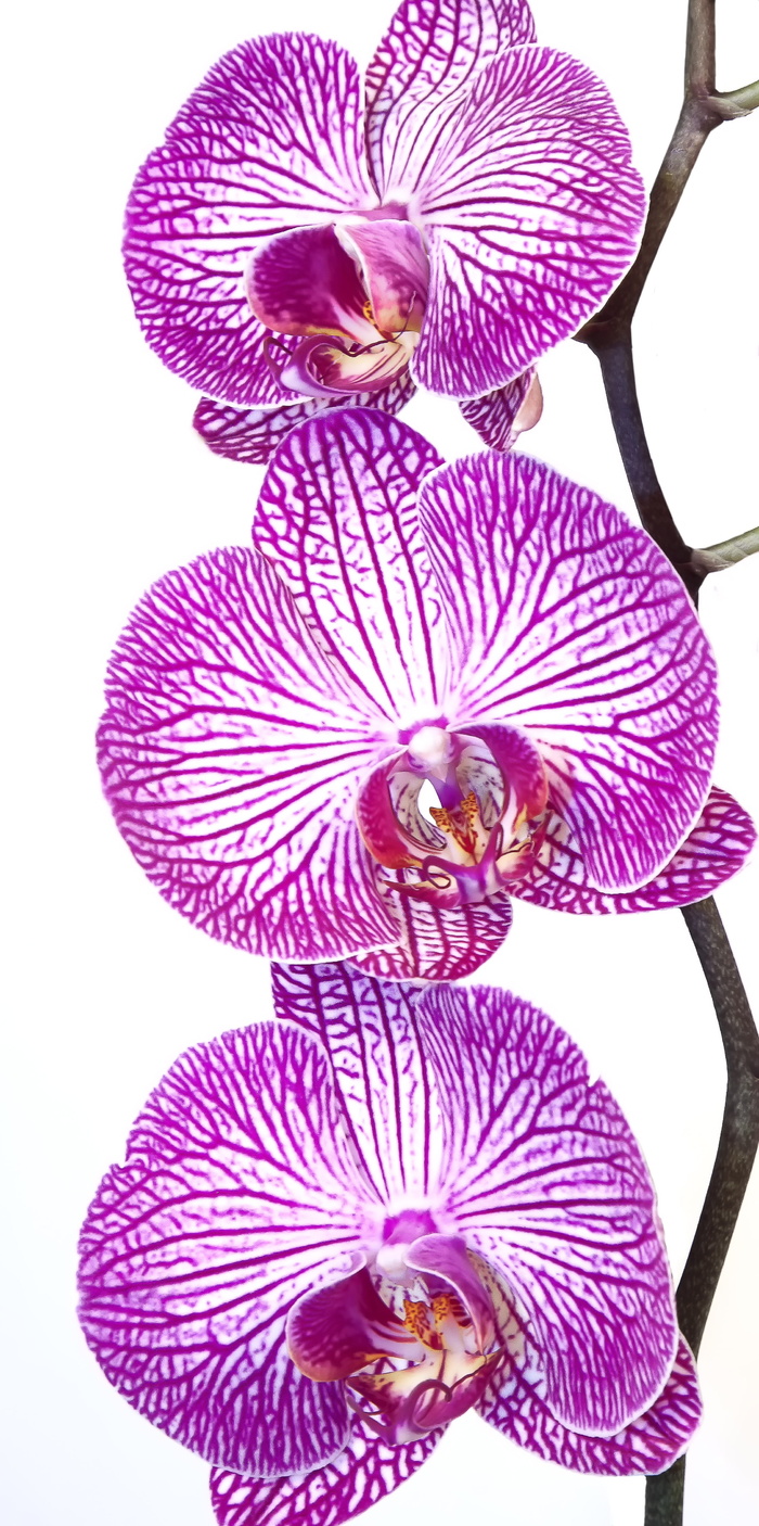 兰花，蝴蝶兰，粉色，紫色，条纹，花朵，异国情调，蝴蝶兰