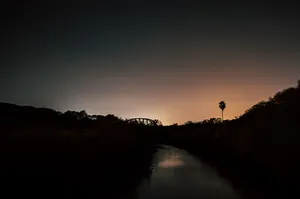 树影