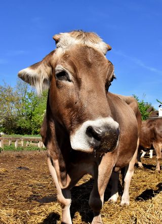 棕色、牛、田野、牛肉、口鼻、鱼眼、滑稽、有蹄动物