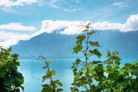 绿色、植物、藤蔓、自然、天空、云、山、风景 绿色、植物、藤蔓、自然、天空、云、山、风景