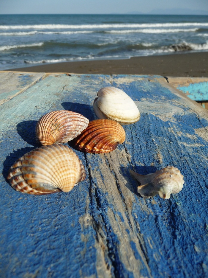 海，贻贝，贻贝壳，假日，漂浮物，贝壳，陆地，海滩