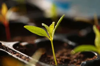 植物，生长，幼苗，春天，下注，植物部分，开始，叶