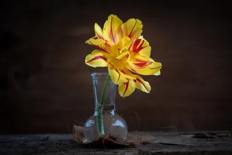 郁金香,黄色,花,黄色花,开花,开花,双色,双花 郁金香,黄色,花,黄色花,开花,开花,双色,双花