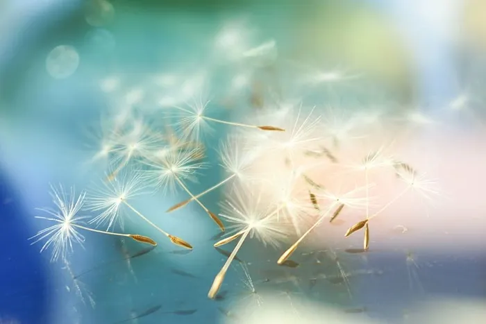 蒲公英摄影，抽象，软焦点，蒲公英，青色，蓝色，蓬松，白色