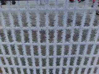 冬季、寒冷、霜冻、白霜、冰、自然、蓝色、室外