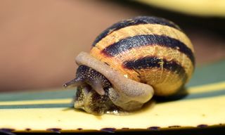 蜗牛，壳，封闭，自然，爬行动物，蜗牛，壳，螺旋形，蜗牛壳