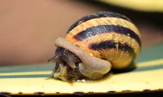 蜗牛，壳，封闭，自然，爬行动物，蜗牛，壳，螺旋形，蜗牛壳