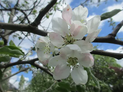 苹果花,苹果树,园艺,春天,五月,开花,花园,苹果 苹果花,苹果树,园艺,春天,五月,开花,花园,苹果