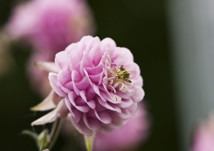 columbine、aquilegia、hahnenfußgewächs、bloom、bloom、flora、plant、粉色