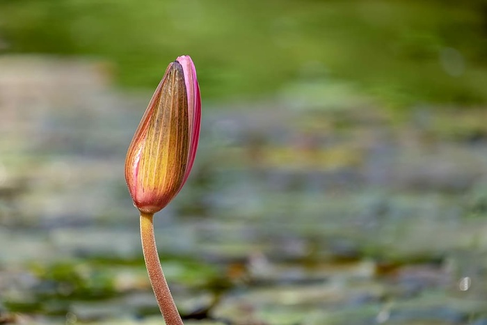 浅，焦点，粉色，莲花，睡莲，花蕾，池塘，水