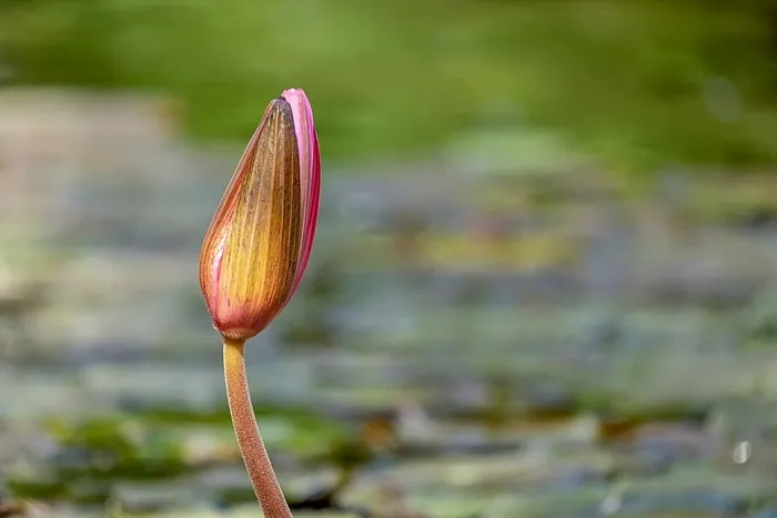 浅，焦点，粉色，莲花，睡莲，花蕾，池塘，水
