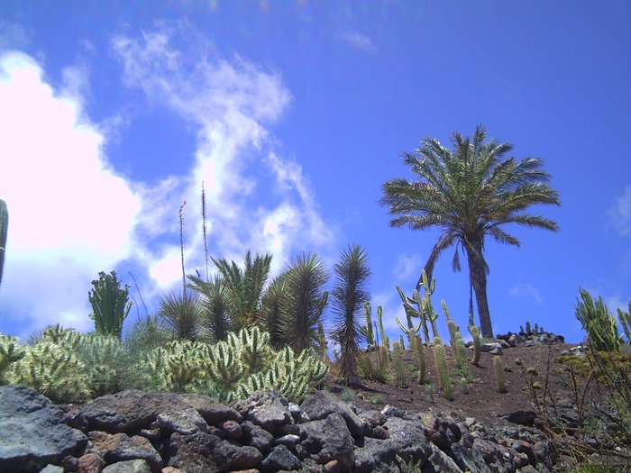 fuerteventura、棕榈树、太阳、空气、天空、植物、树木、生长