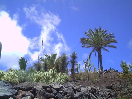 fuerteventura、棕榈树、太阳、空气、天空、植物、树木、生长 fuerteventura、棕榈树、太阳、空气、天空、植物、树木、生长