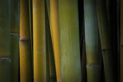 绿色竹子,竹子,自然,植物,全框架,背景,无人,竹林 绿色竹子,竹子,自然,植物,全框架,背景,无人,竹林