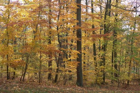 森林，秋天，树叶，风景，树木，森林小径，离开，小径