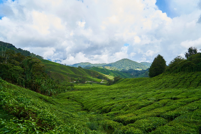 茶，田野，绿色，背景，茶园，茶园，小树，植物