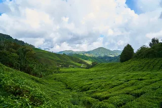 茶，田野，绿色，背景，茶园，茶园，小树，植物