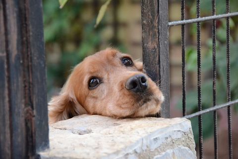 朋友，狗，动物，可爱，甜蜜，好奇，忠诚，天性