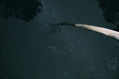 黑色、灰色、夜晚、天空、星星、树木、树木、大自然