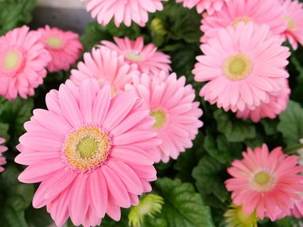 花，植物，自然，花瓣，花，盛开，叶，花