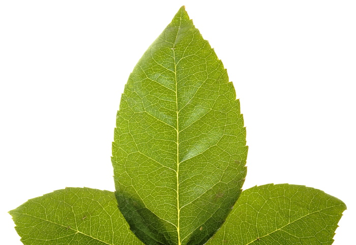 特写、孤立、树叶、嫩脉、绿色、水平、田野、夏季